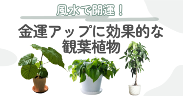 金運アップに効果的な観葉植物おすすめ6選｜風水を取り入れてオシャレに運気を上げよう！
