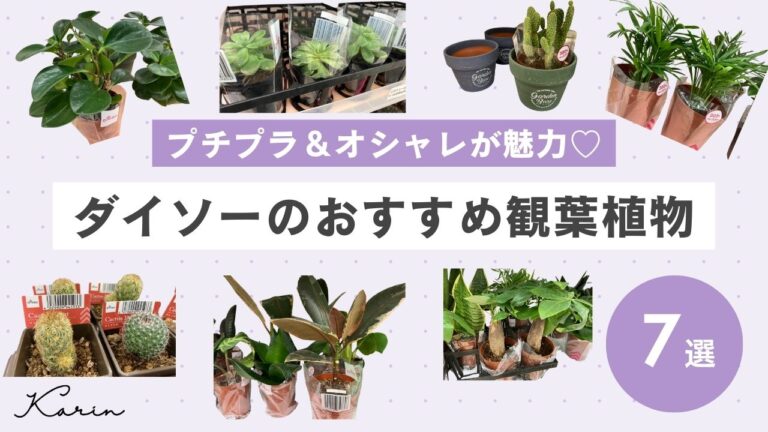 ダイソーのおすすめ観葉植物7選｜選び方や注意点も解説