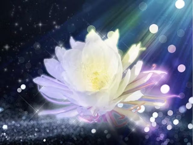 涼花先生